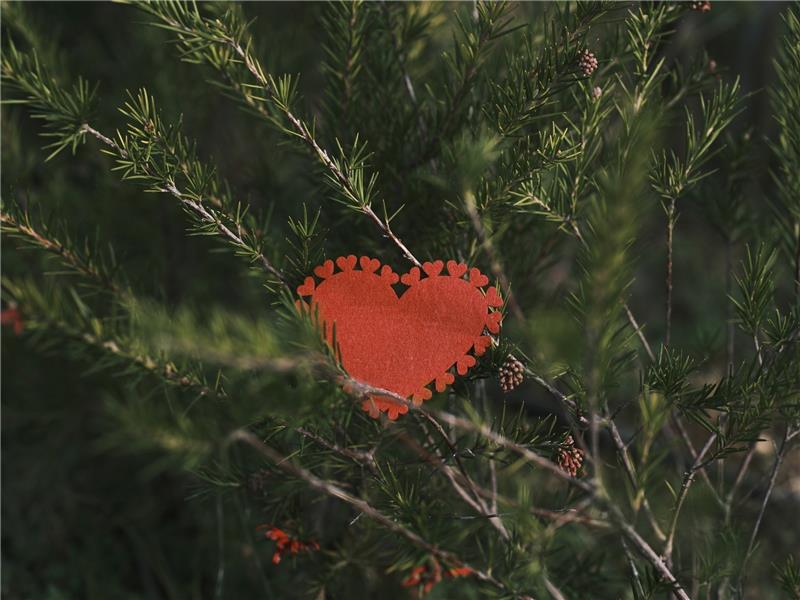 Eine Geschichte über die wahre Liebe, und wie sie sich an Heiligabend wiedergefunden hat. Symbolbild: Pixabay