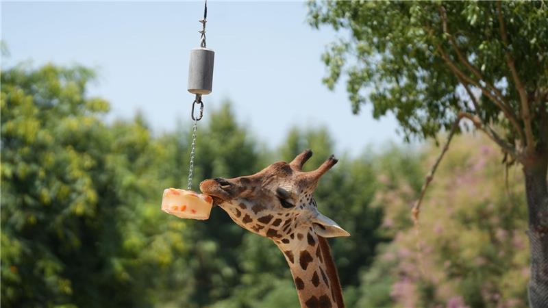 Eine Giraffe frisst ein Eis im Zoo von Barcelona.