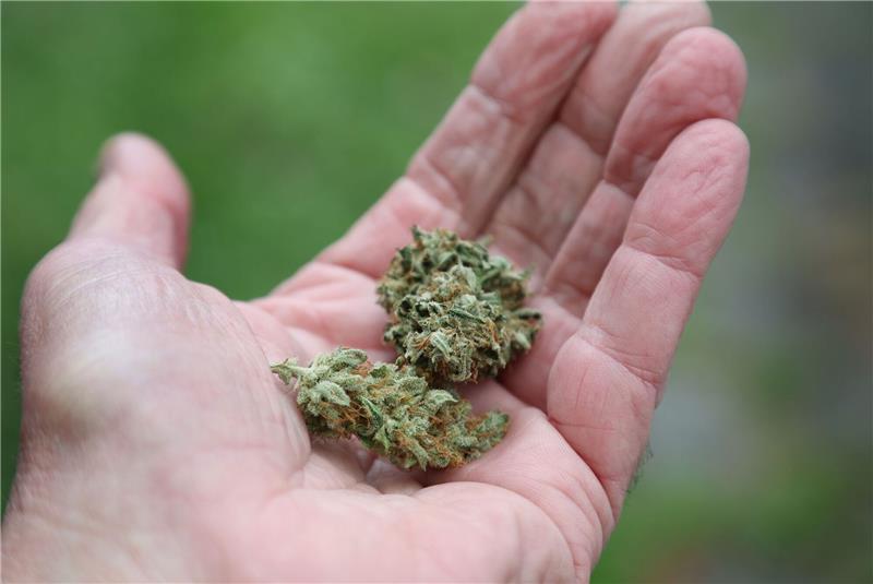 Cannabis-Streit: Land will sich im Bundesrat enthalten Eine Hand hält getrocknete Cannabis-Blüten.