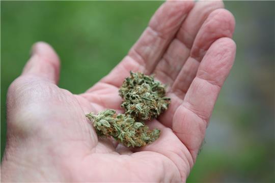 Eine Hand hält getrocknete Cannabis-Blüten.