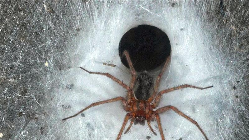 Griechenland: Gewaltiges Spinnennetz in Höhle entdeckt Eine Hauswinkelspinne in ihrem Trichternetz