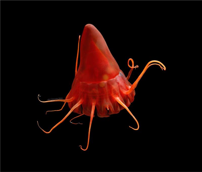 Sedimente aus dem Tiefseebergbau könnten Tiere sehr stressen Eine Helmqualle (Periphylla periphylla) im Nordpazifik.