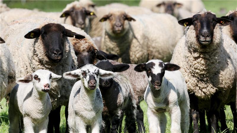 Elf Schafe über Zaun gehoben: Tierdiebe schlagen in Rhüden zu Eine Herde Schwarzkopfschafe auf einer Weide.