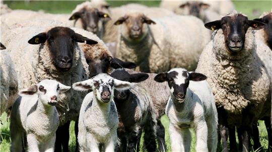 Elf Schafe über Zaun gehoben: Tierdiebe schlagen in Rhüden zu Eine Herde Schwarzkopfschafe auf einer Weide.