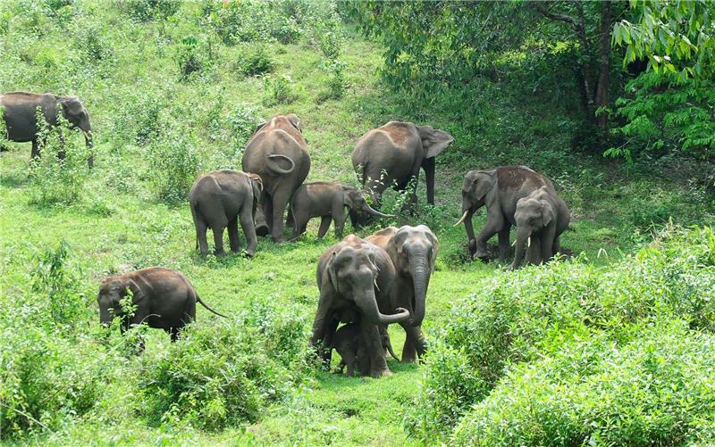 Problem-Elefant in Indien umgesiedelt Eine Herde wilder Elefanten grast im südindischen Bundesstaat Kerala: Ein Tier machte hier immer wieder Probleme.