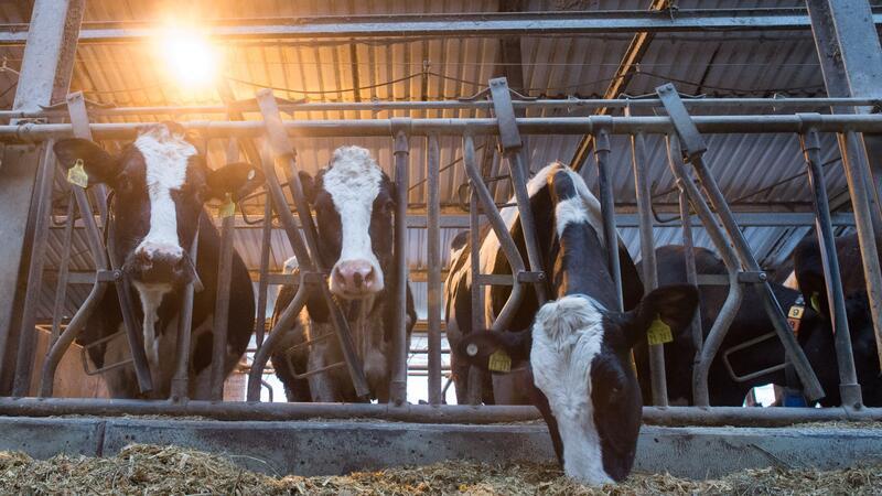 Eine Hochleistungskuh der Rasse Deutsche Holstein kann eine Milchleistung von 10.000 Kilo im Jahr erbringen.