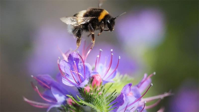 Eine Hummel fliegt an einem sonnigen Tag in einem Park in Tallinn über einer Blüte.
