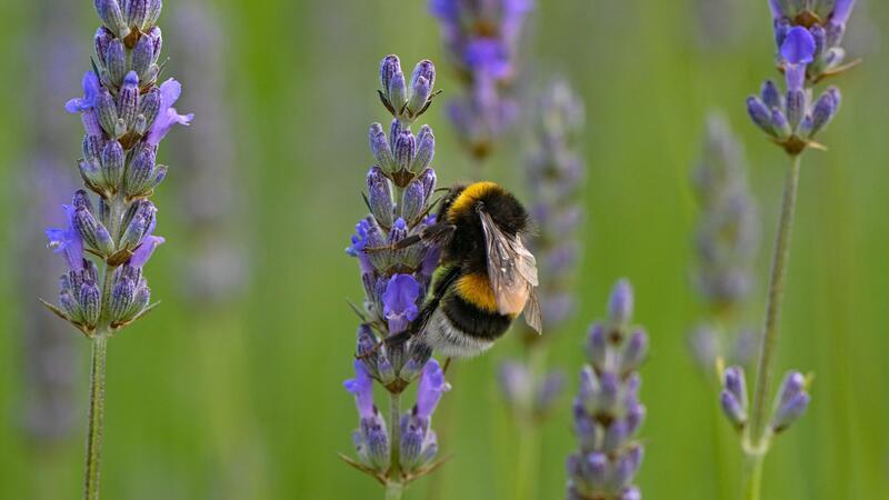 Eine Hummel sucht Nektar an Lavendelblüten auf einem Feld.