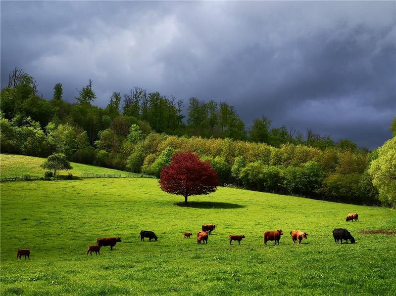 Auf einer Wiese stehen Rinder.