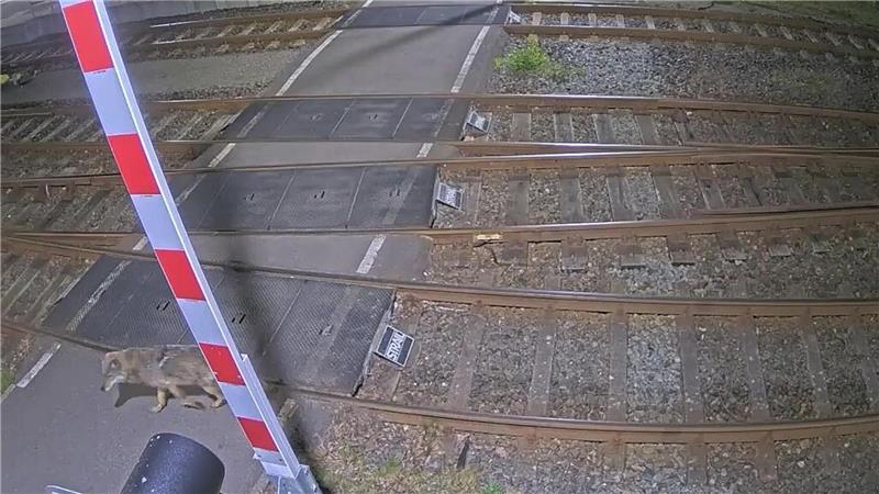 Eine Kamera zeichnete auf, wie ein Wolf über ein Bahngelände läuft. 