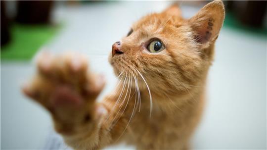 Eine Katze fährt versteckt im Radkasten eines Autos von Hannover nach Bochum - als blinder Passagier. (Symbolbild)