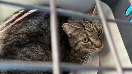 Eine Katze in einem Kartzenbehälter.