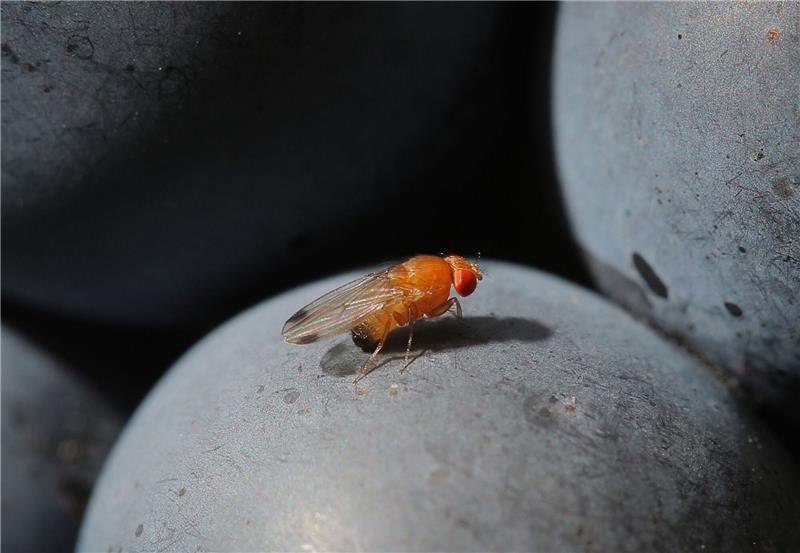 Pflanzen: Forscher warnen vor eingeschleppten Schädlingen Eine Kirschessigfliege (Drosophila suzukii) sitzt auf einer Traube.