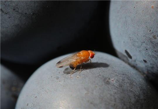 Eine Kirschessigfliege (Drosophila suzukii) sitzt auf einer Traube.