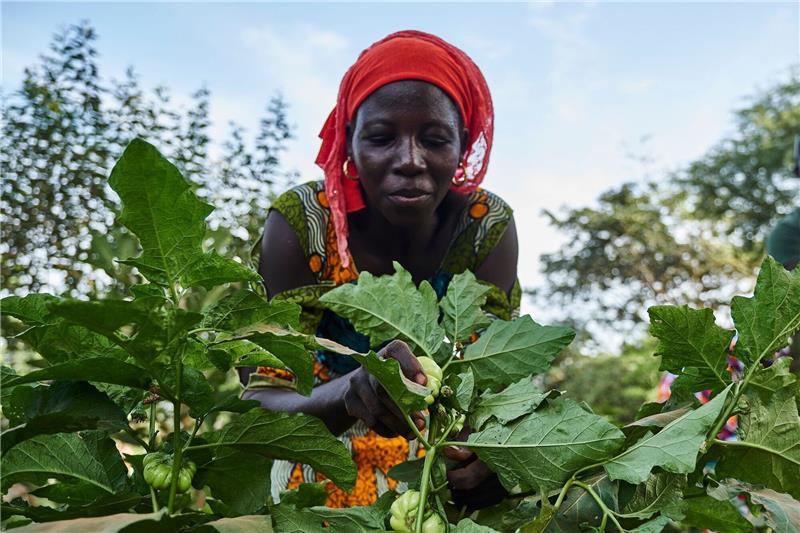 Eine Landwirtin arbeitet auf dem Feld im Rahmen eines Waldgartenprojekts von Trees for the Future in Kaffrine (Senegal).