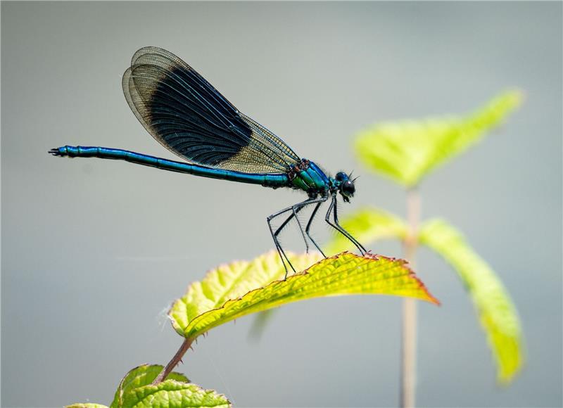 Eine Libelle sitzt auf einem Blatt am Rheinufer.