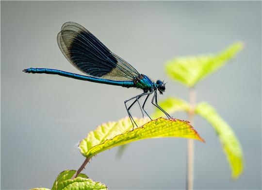 Eine Libelle sitzt auf einem Blatt am Rheinufer.