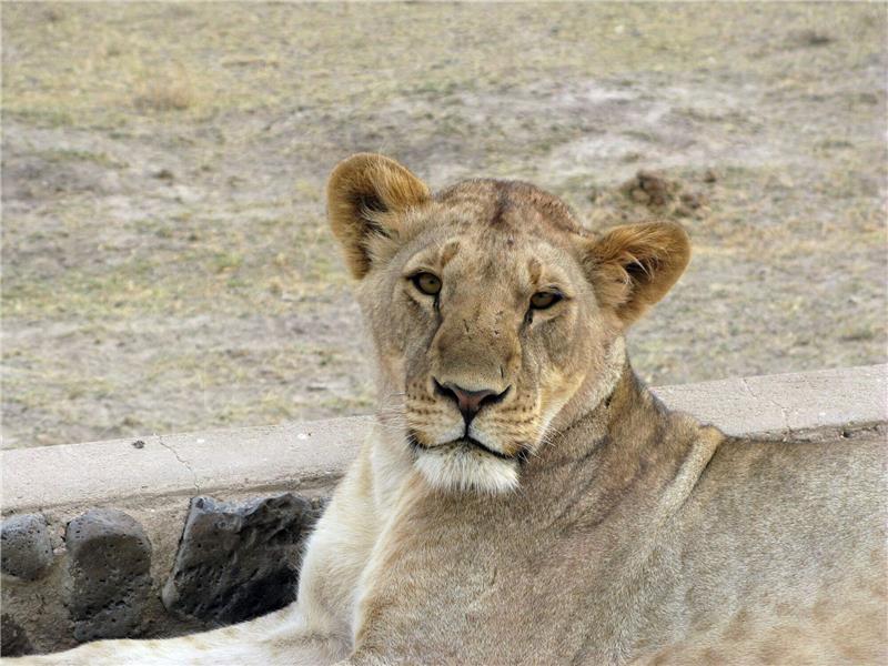 Experte: Überraschung bei Begegnung mit Raubtier vermeiden Eine Löwin im Amboseli-Nationalpark in Kenia.