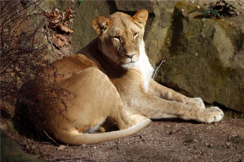 Erneut Raubkatze in Südafrika entlaufen Eine Löwin ist nahe der Ortschaft Stella in Südafrika entlaufen.