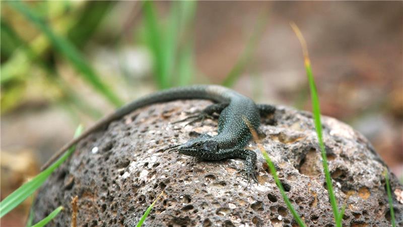 Eine Madeira-Eidechse