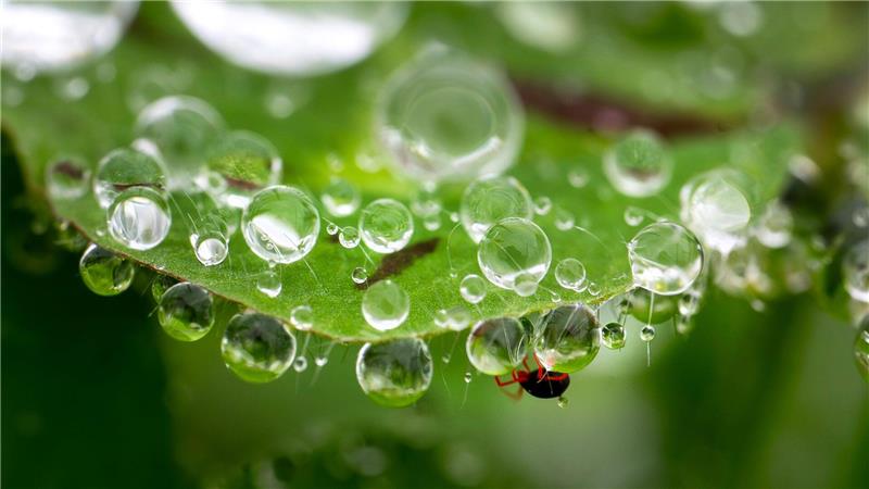 Eine Milbe (unten) klettert zwischen Regentropfen an einem Kleeblatt an einem Hang im ländlichen Südwesten Oregons.