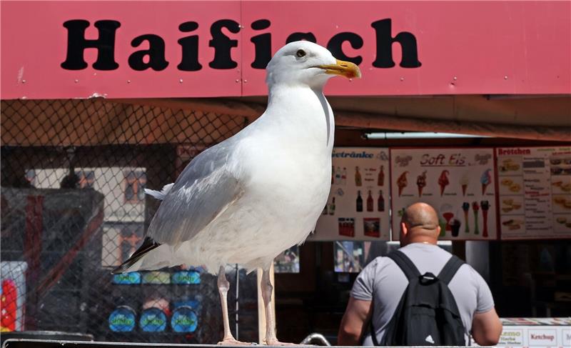 Eine Möwe lauert vor einem Verkaufskutter in Warnemünde auf die nächste Beute.