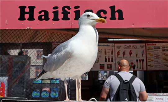 Eine Möwe lauert vor einem Verkaufskutter in Warnemünde auf die nächste Beute.