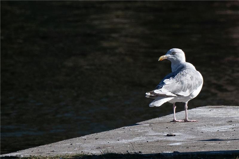 Eine Möwe sitzt auf einem Steg an der Spree in Berlin.