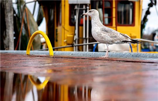 Eine Möwe steht bei wechselhaftem Wetter neben einer Pfütze im Hafen.