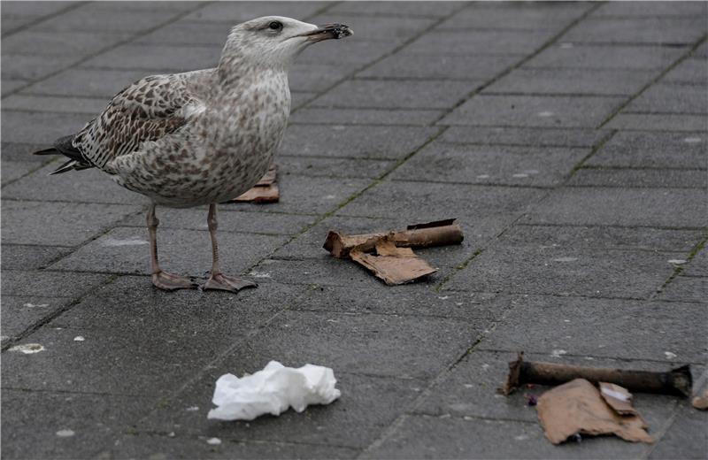 Nabu ruft zum Böllerverzicht wegen Tierschutz auf Eine Möwe sucht im Nieselregen zwischen Böllerresten nach Fressbarem. Foto: dpa
