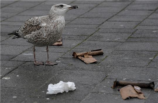 Eine Möwe sucht im Nieselregen zwischen Böllerresten nach Fressbarem. Foto: dpa