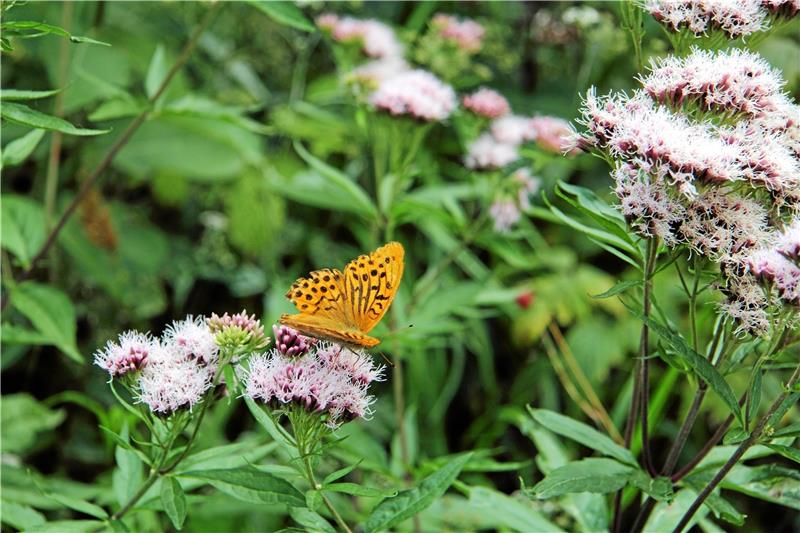 Eine Momentaufnahme Natur: Dieser Falter lässt es sich auf einer Baldrianblüte gut gehen.