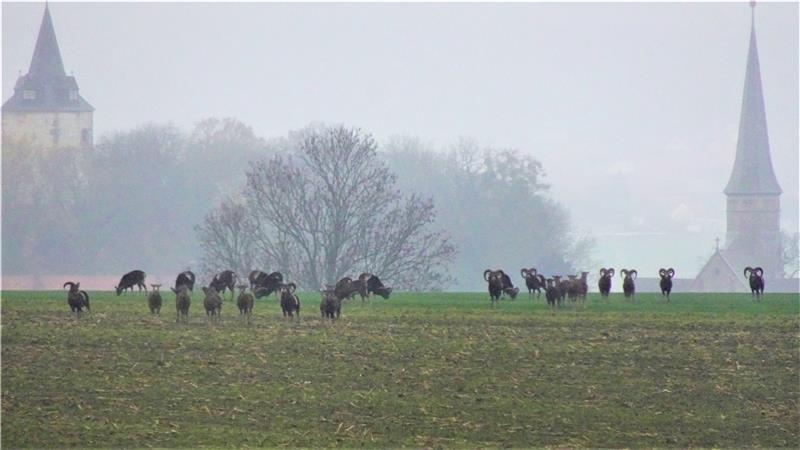 Luchse im Nordharz dezimieren offenbar die Wildschafpopulation Eine Mufflon-Herde in diesem Winter vor den Toren Ostlutters sucht frühmorgens nach Fressbarem.  Archivfoto: Biener