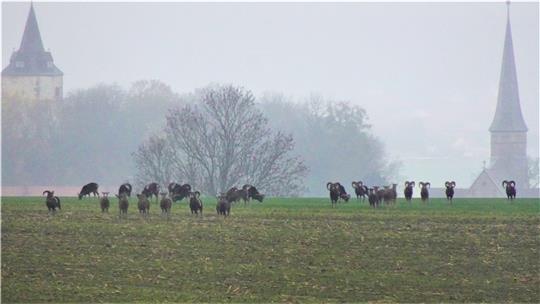 Eine Mufflon-Herde in diesem Winter vor den Toren Ostlutters sucht frühmorgens nach Fressbarem.  Archivfoto: Biener