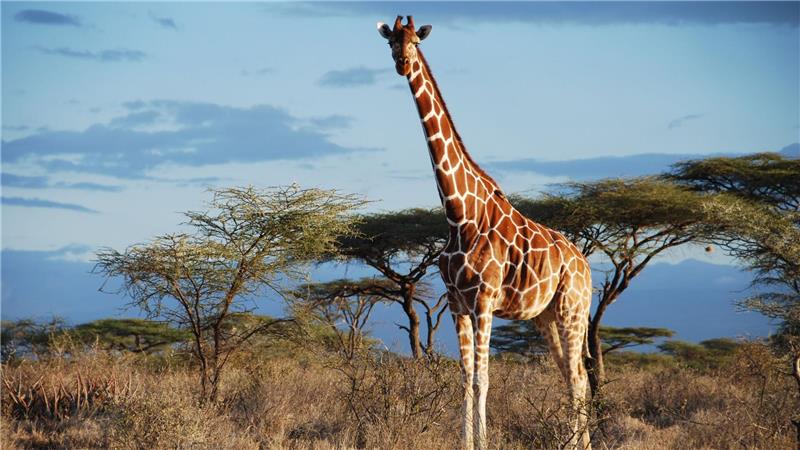 Eine Netz-Giraffe im Samburu National Park, Kenia.