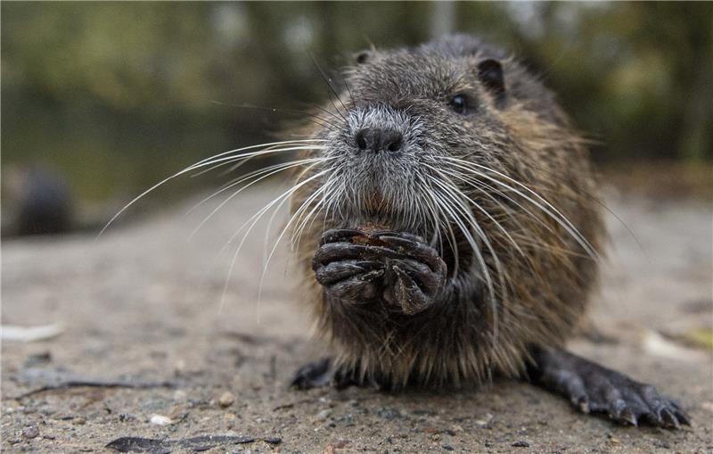 Eine Nutria frisst am Rande eines Tümpels im Mönchbruch. Die Tiere gelten vielerorts als Plage, werden aber dennoch von Spaziergängern gefüttert. Foto: picture alliance/dpa | Dorothee Barth