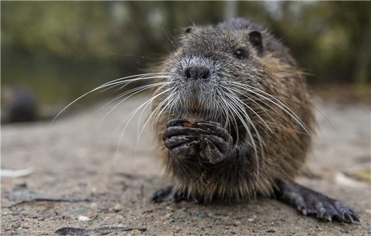 Eine Nutria frisst am Rande eines Tümpels im Mönchbruch. Die Tiere gelten vielerorts als Plage, werden aber dennoch von Spaziergängern gefüttert. Foto: picture alliance/dpa | Dorothee Barth