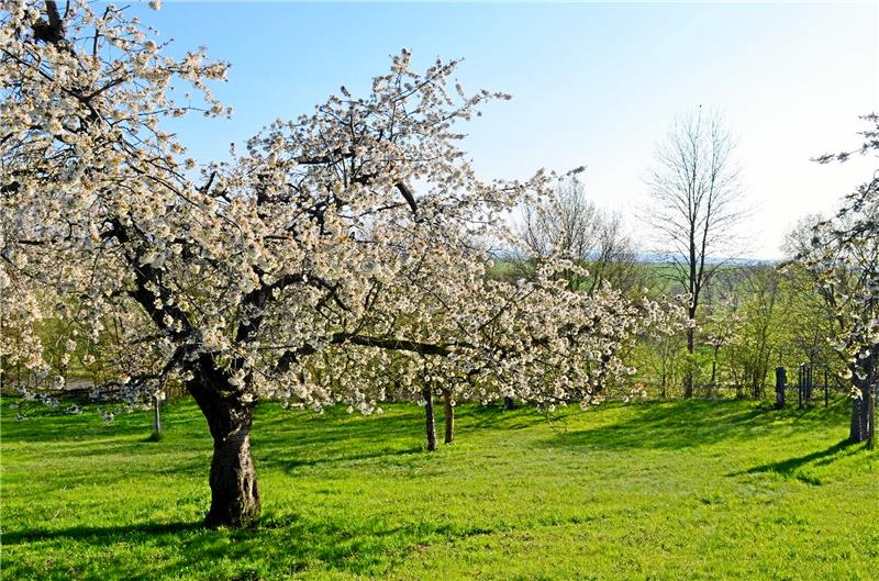 Hahausen erhält eine neue Streuobstwiese Eine Obstwiese ähnlich wie auf diesem Foto will der Ortsrat Hahausen neben der Radwanderhütte im Unterdorf anlegen. Das Vorhaben wird aus dem Budget des Ortsrates mit 700 Euro unterstützt werden. Archivfoto: Privat