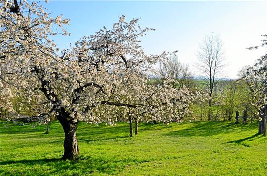 Eine Obstwiese ähnlich wie auf diesem Foto will der Ortsrat Hahausen neben der Radwanderhütte im Unterdorf anlegen. Das Vorhaben wird aus dem Budget des Ortsrates mit 700 Euro unterstützt werden. Archivfoto: Privat