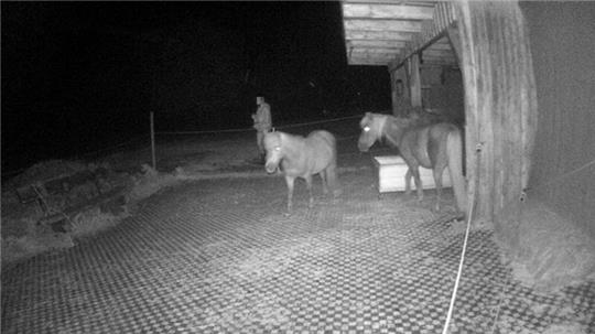 Eine Originalaufnahme der Überwachungskamera zeigt den Mann, der nächtens die Ponys missbraucht. Die GZ hat sein Gesicht zusätzlich unkenntlich gemacht.