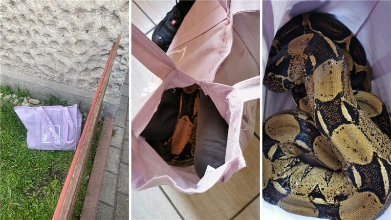 Braunschweig: Boa in Einkaufstüte ausgesetzt Eine Passantin entdeckte die Einkaufstüte – zunächst hielt sie diese für Müll. Doch darin befand sich eine ausgesetzte Boa constrictor. Fotos: Tierschutz Braunschweig