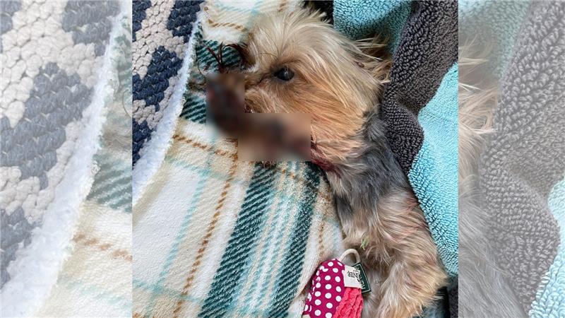 Hunde im Nordharz tödlich verletzt: War es ein Wolf? Eine Probe soll nun Aufschluss darüber geben, was mit dem Vierbeiner passiert ist. Foto: Privat