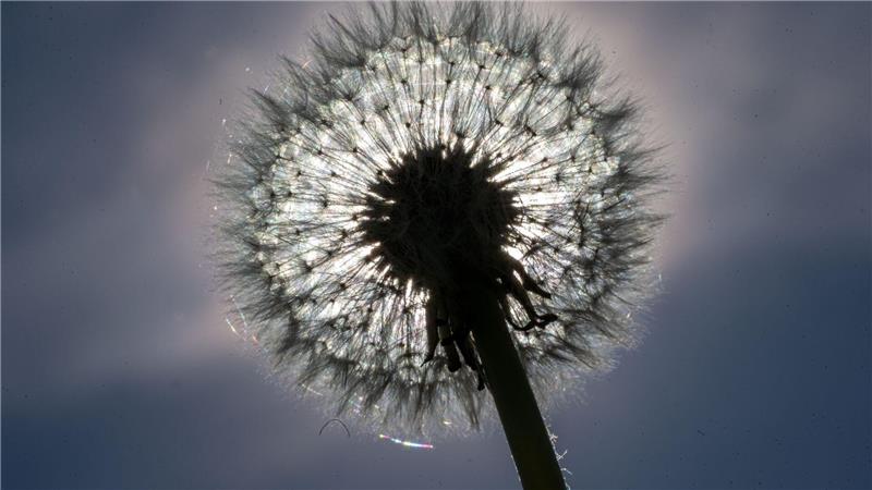 Eine Pusteblume leuchtet in der Sonne.