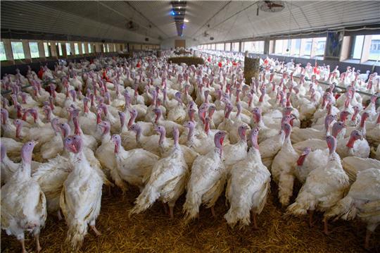 Blick in einen Putenmustbetrieb mit vielen Tieren.