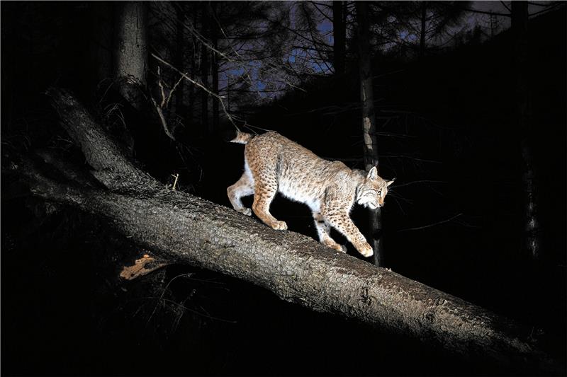 Rückkehr des Luchses: Auf leisen Pfoten in den Harz Eine Raubkatze in der Nacht: Elegant bewegt sich dieser Luchs auf einem Baumstamm. Foto: Ole Anders
