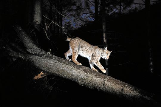 Eine Raubkatze in der Nacht: Elegant bewegt sich dieser Luchs auf einem Baumstamm. Foto: Ole Anders