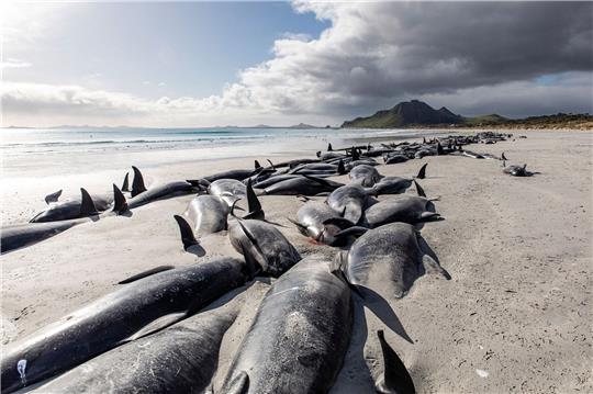 Eine Reihe von toten Grindwalen am  Strand von Tupuangi Beach in Neuseeland.
