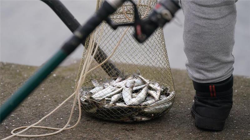 Eine Reuse mit zahlreichen Heringen steht neben einem Angler im Kieler Hafenbecken. (Archivbild)