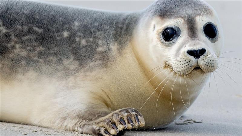Eine Robbe lag im Landkreis Cuxhaven plötzlich auf einer Straße und wurde bei einem Unfall tödlich verletzt. (Symbolbild) 