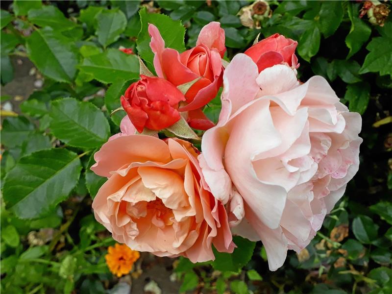 Eine Rose, drei Farben: Im Juni und Juli ist das Rosarium eine Pracht.  Foto: Kempfer
